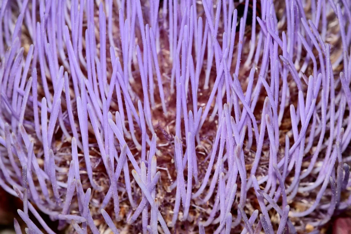 Alcachofa